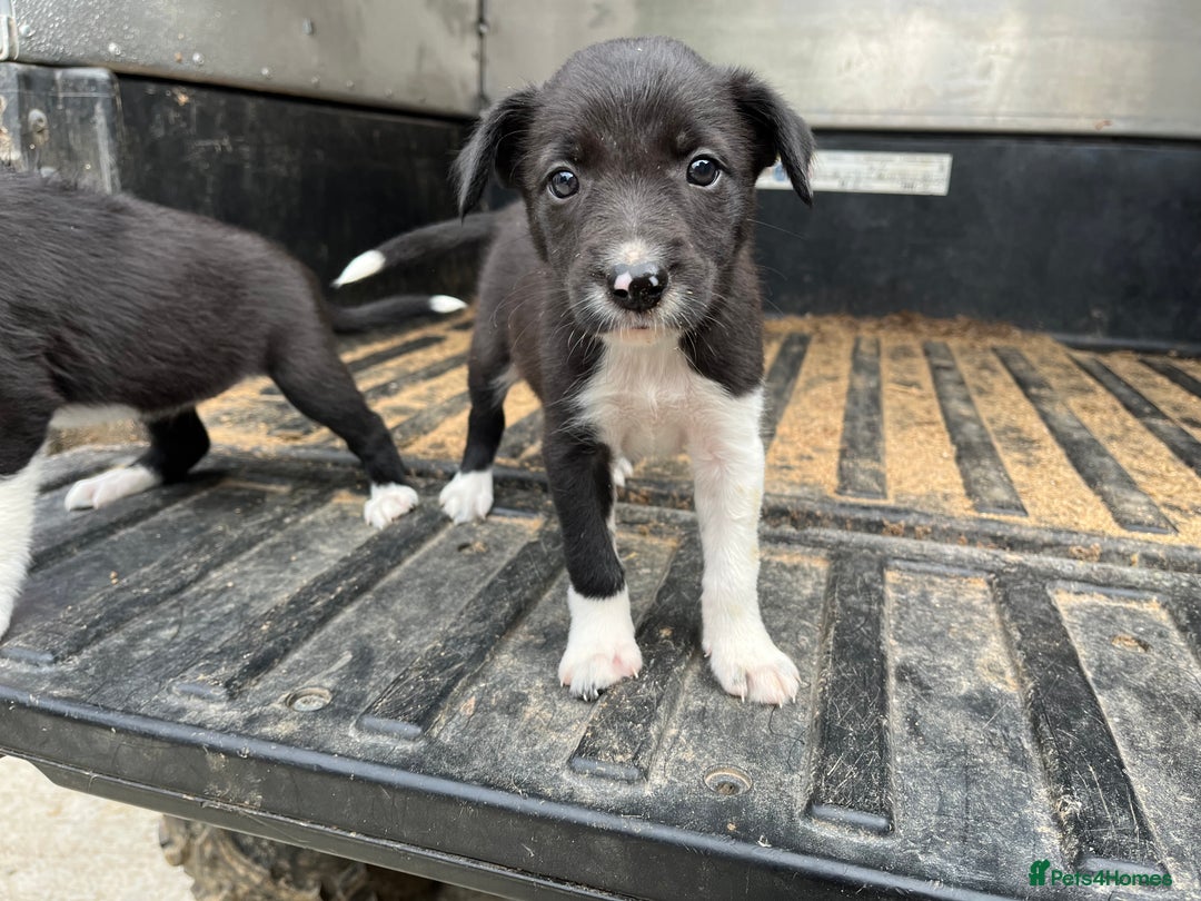 Border Collie dogs for sale: Border collie puppy  - Image 1