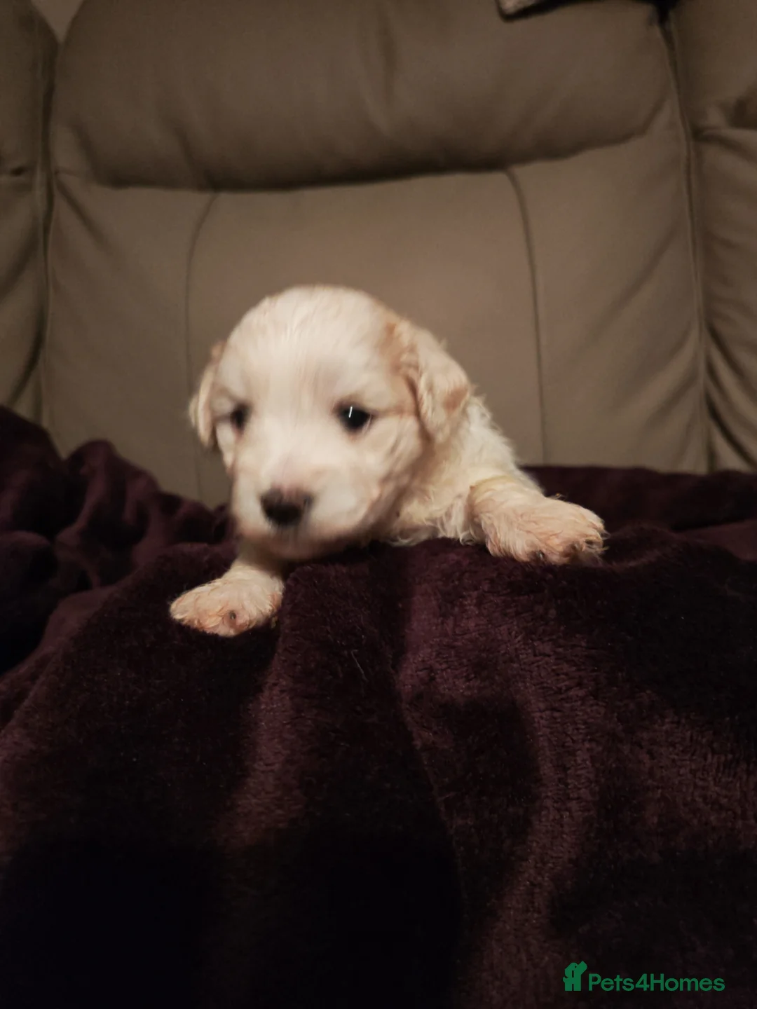 Mixed Breed dogs for sale: Maltipoo x Coton de Tulear Puppies – 5 Males - Advert 26