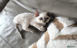 Devon Rex cats for sale: Blue Point Devon Rex Boy 💙 - Image 9