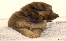 German Shepherd dogs for sale: GORGEAOUS K/C Registered German Shepherd puppies - Image 21