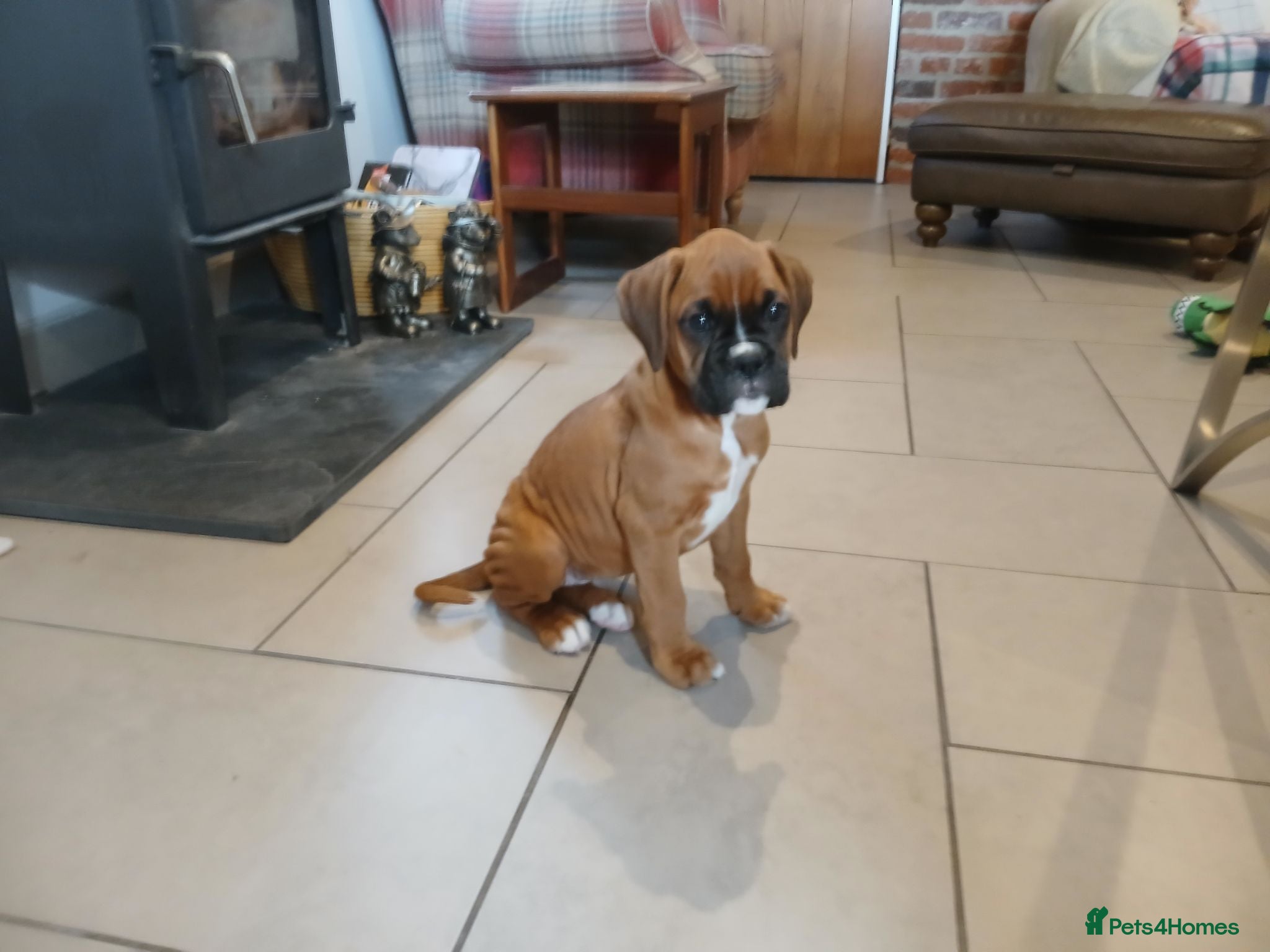 Boxer dogs Health tested parents - Advert 1