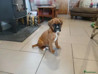 Boxer dogs Health tested parents - Advert 1