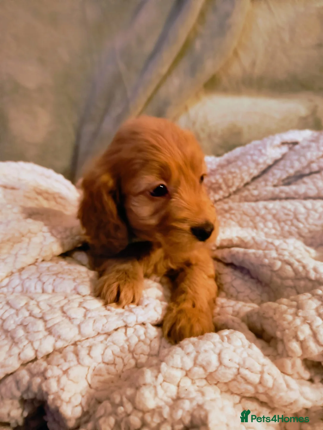 Cockapoo dogs for sale: Cockapoo - Advert 16