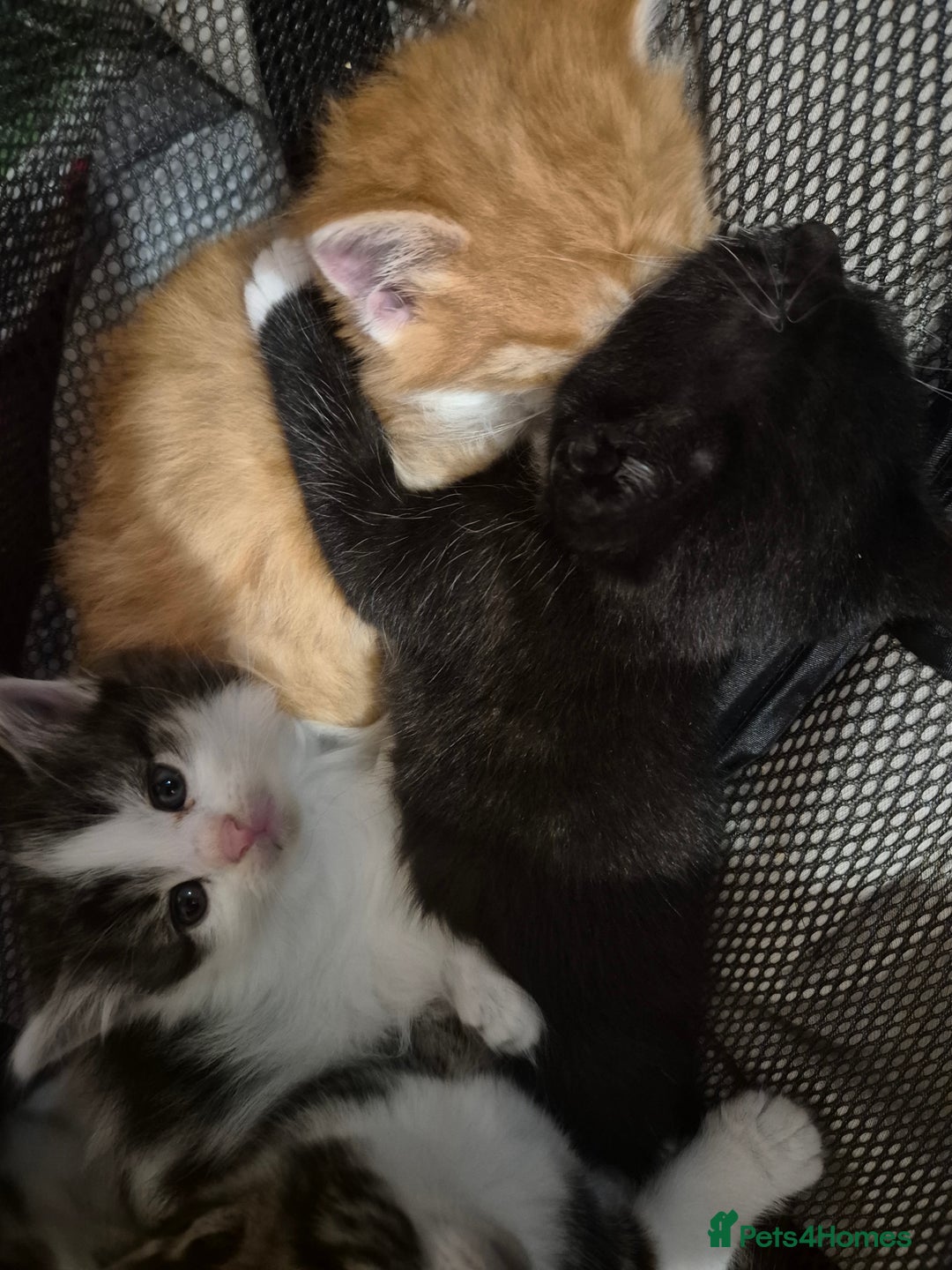 Mixed Breed cats for sale: 1/4 Maine Coon kittens - Advert 3