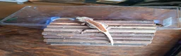 Gecko reptiles for sale: Grown on Gargoyle Gecko in Rugeley - Advert 1