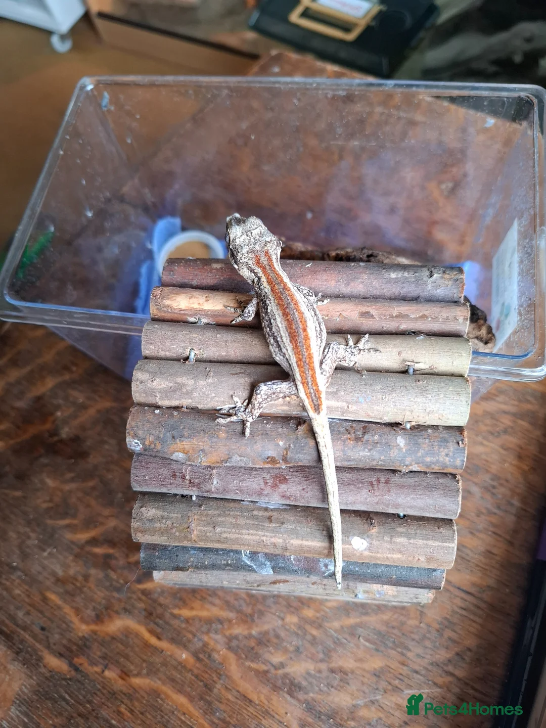 Gecko reptiles for sale: Grown on Gargoyle Gecko in Rugeley - Advert 1