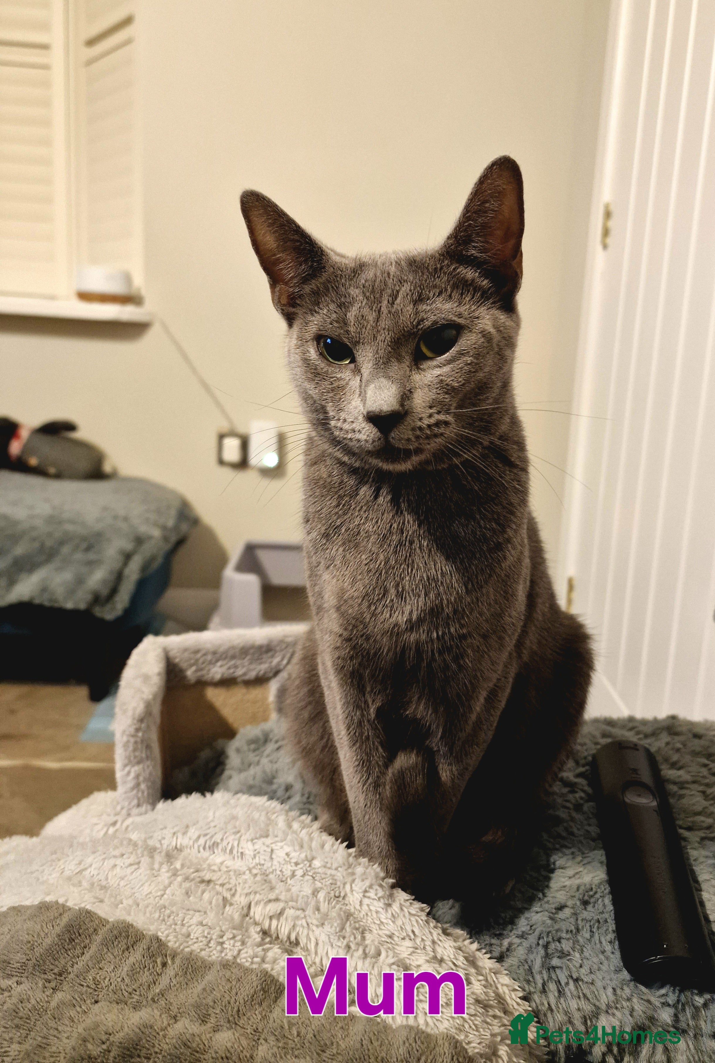 Russian Blue cats 7 Beautiful Russian Blues kittens 5 Girls 2 Boys. - Advert 3