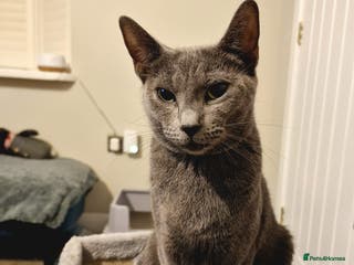 Russian Blue cats 7 Beautiful Russian Blues kittens 5 Girls 2 Boys. - Advert 1