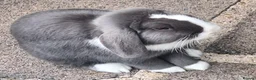 Mini Lop rabbits for sale: Gorgeous Friendly Bonded Mini Lops with New Hutch in Dartford - Advert 4