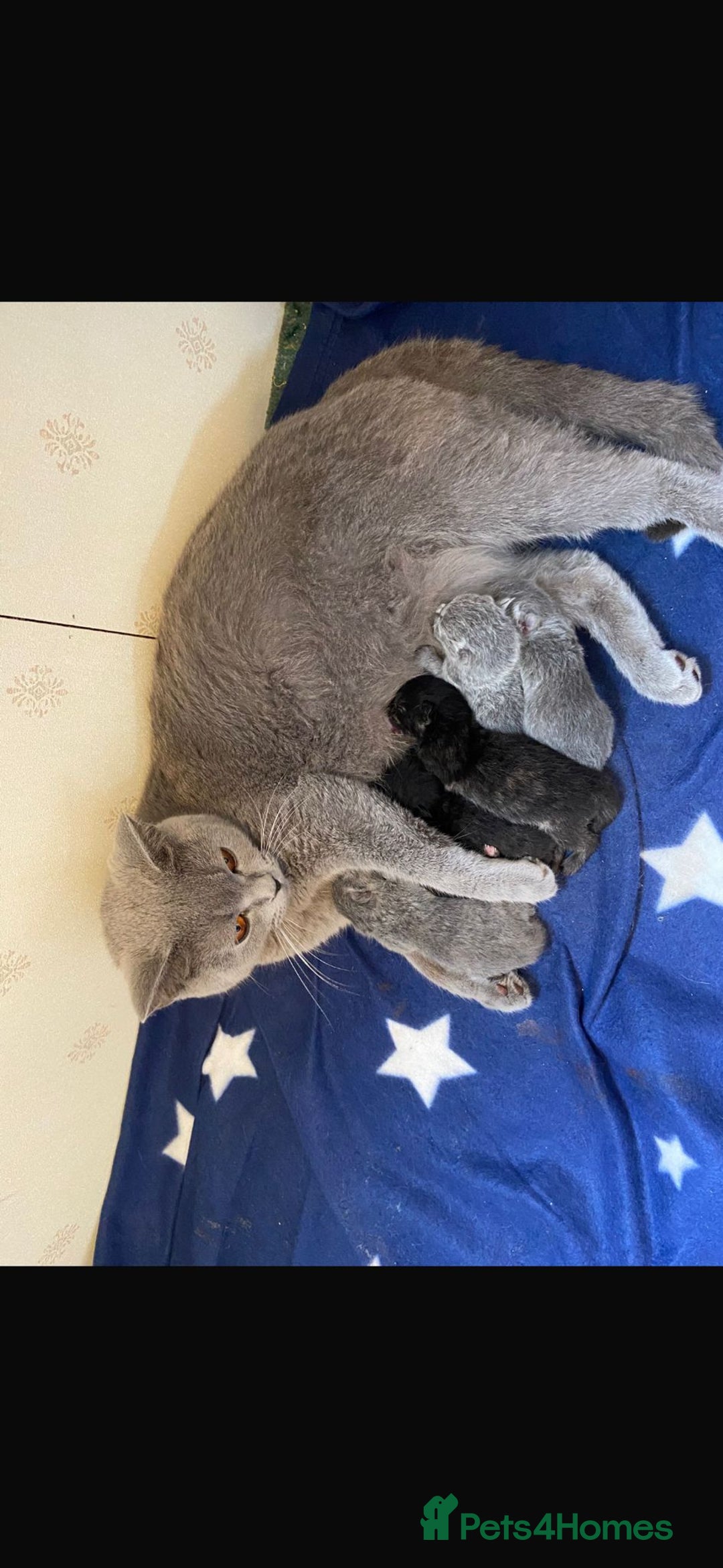 British Shorthair cats for sale: British shorthair kittens available 5 girls left  - Image 13