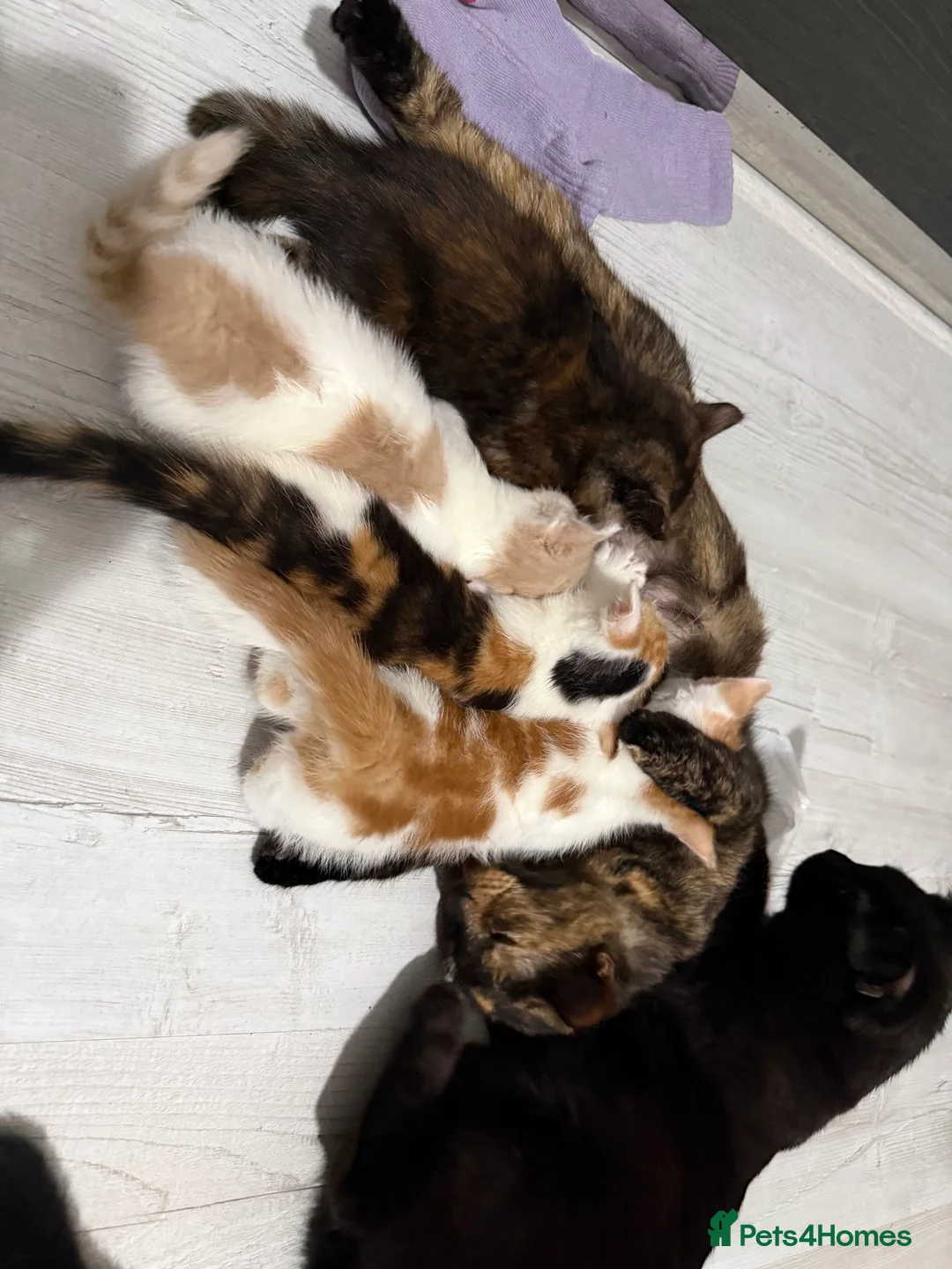 Mixed Breed cats for sale: 2 beautiful kittens  in Rossendale - Advert 2