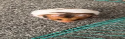 Hamster rodents for sale: Female hamster - Advert 2