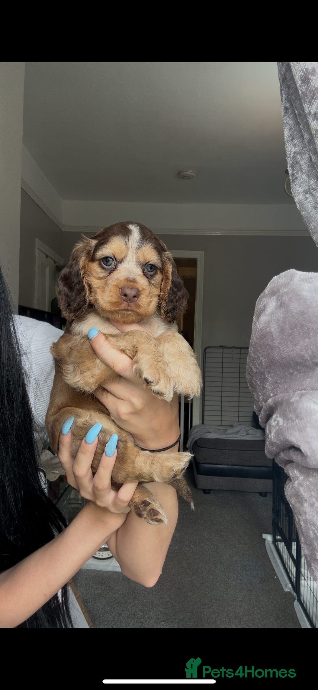 Cocker Spaniel dogs for sale: 7 beautiful chocolate sable cocker spaniels - Image 19