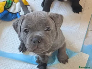 Staffordshire Bull Terrier dogs **CHAMPION VALGLO BLOODLINE STAFFORD LITTER** - Advert 11