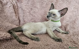 Siamese cats for sale: Adorable Siamese kittens ready to leave - Image 9