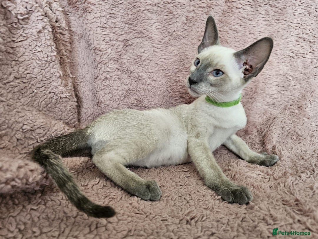 Siamese cats for sale: Adorable Siamese kittens ready to leave - Image 9