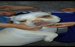 French Bulldog dogs for sale: Platinum,cream French bulldogs female  - Image 4
