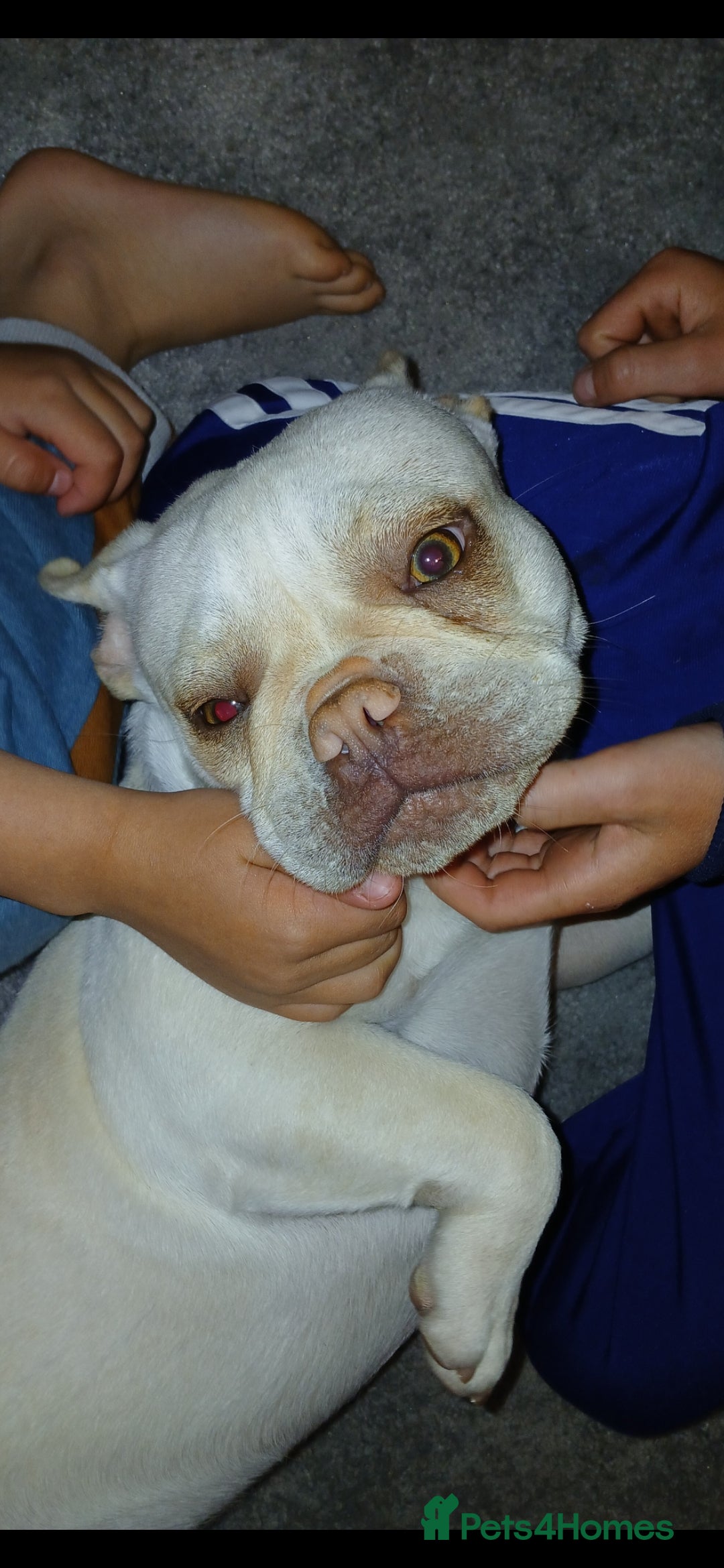 French Bulldog dogs for sale: Platinum,cream French bulldogs female  - Image 4