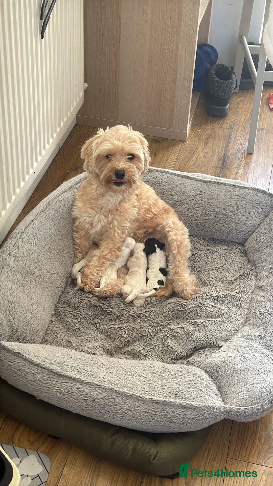 Shihpoo dogs for sale: Gorgeous shihpoo puppies for sale - Advert 12