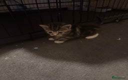 Mixed Breed cats for sale: Kittens for sale can go sept 7th - Image 9