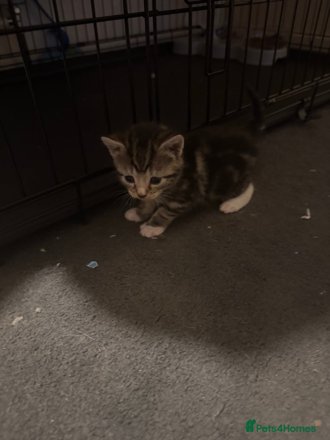 Mixed Breed cats for sale: Kittens for sale can go sept 7th - Image 9
