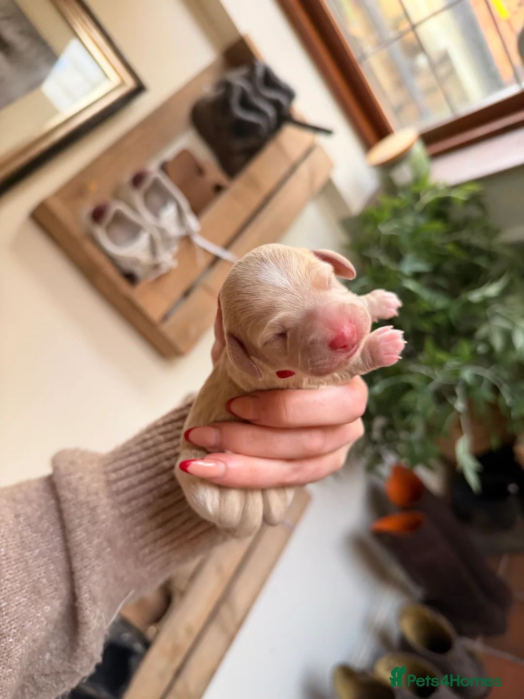 Miniature Dachshund dogs for sale: Exceptional mini dachshunds creams dapples  - Advert 5