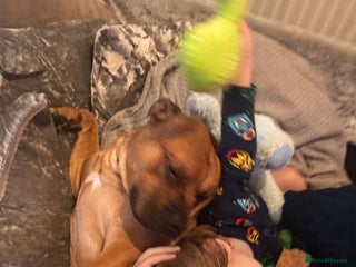 Mixed Breed dogs - Advert 6