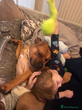 Mixed Breed dogs - Advert 1