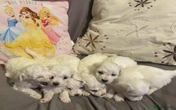 Maltese dogs for sale: Stunning Purebred Maltese Puppies Ready 17th Sept - Image 7