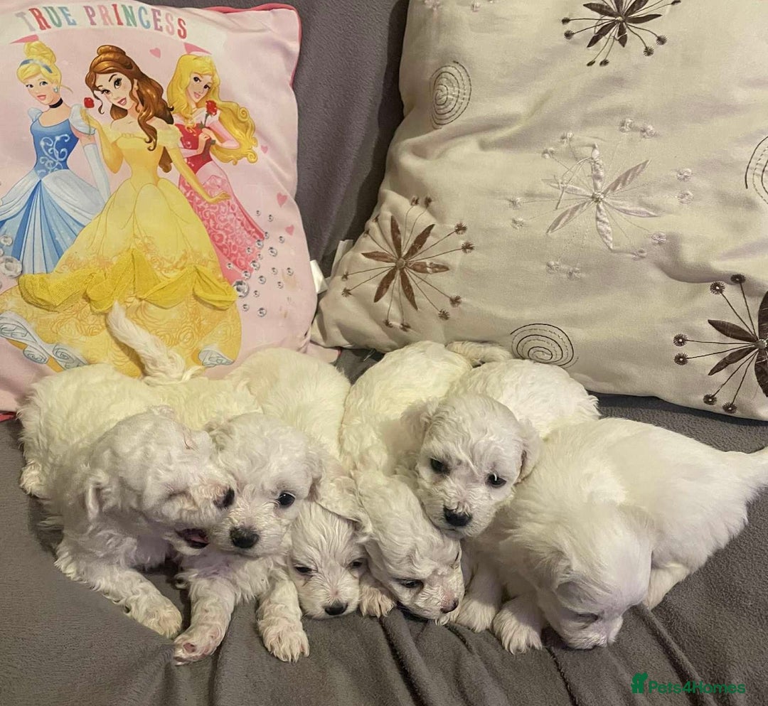Maltese dogs for sale: Stunning Purebred Maltese Puppies Ready 17th Sept - Image 7