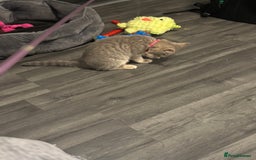 British Shorthair cats for sale:  Broadway Baby13w BritishShorthair,litter trained! - Image 9
