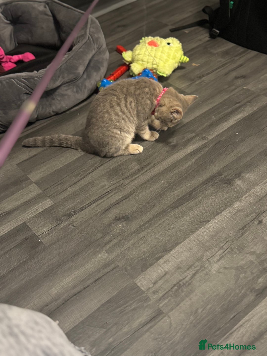 British Shorthair cats for sale:  Broadway Baby13w BritishShorthair,litter trained! - Image 9