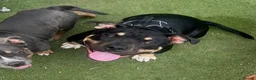 American Bully dogs for sale: Male dog for rehoming  in Newark - Advert 1