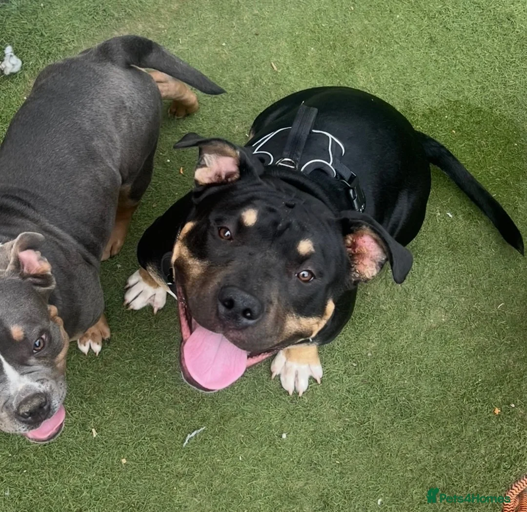 American Bully dogs for sale: Male dog for rehoming  in Newark - Advert 1