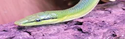 Mixed Breed invertebrates for sale: Red tail racer  rat snake in Bristol - Advert 4
