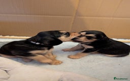 Cockerdor dogs for sale: Stunning Tri-coloured Cockerdors - Image 7