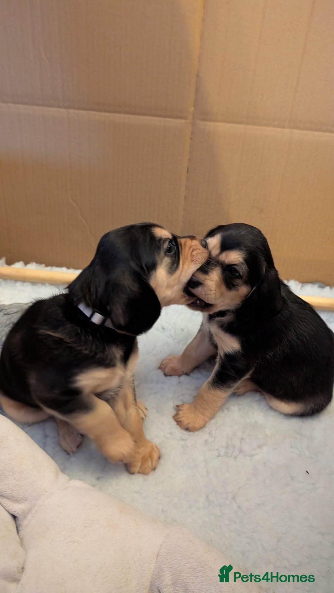 Cockerdor dogs for sale: Stunning Tri-coloured Cockerdors - Image 7