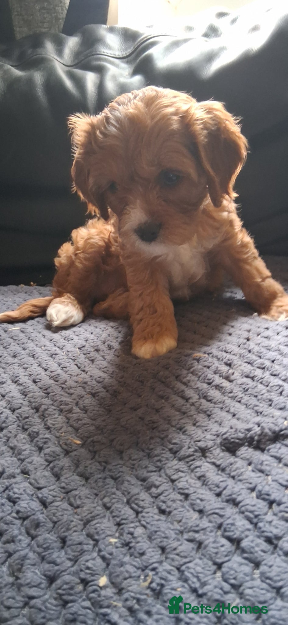 Cavapoo dogs Extensively health tested f1 cavapoos - Advert 1