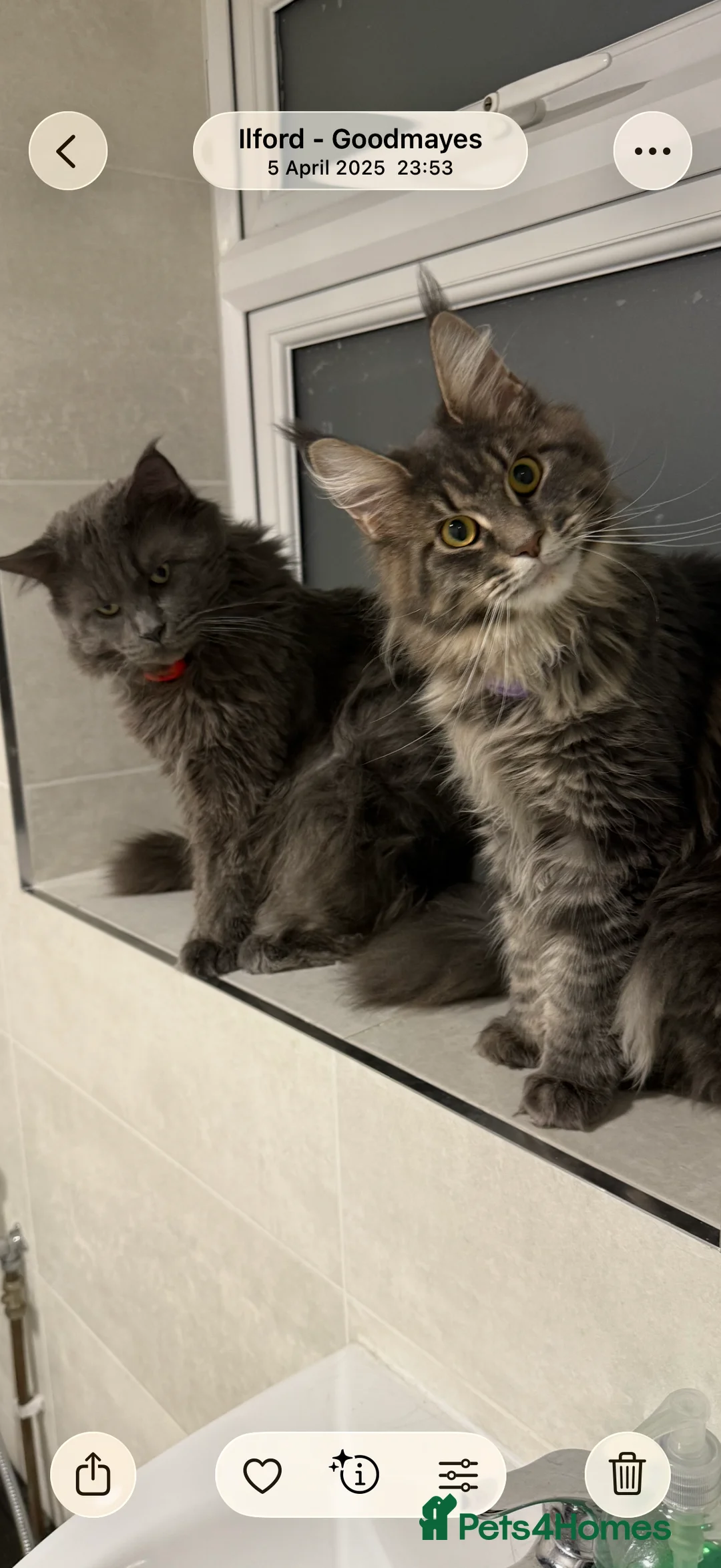 Maine Coon cats for sale: Loving home - Russian blue diamond - Advert 1