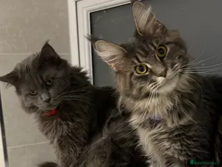 Maine Coon cats Loving home - Russian blue diamond - Advert 13