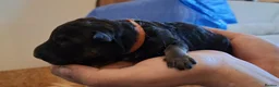 German Shepherd dogs for sale: Purebred Straight Backed German Shepherd Puppies - Advert 19