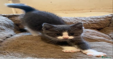 Mixed Breed cats - Advert 6
