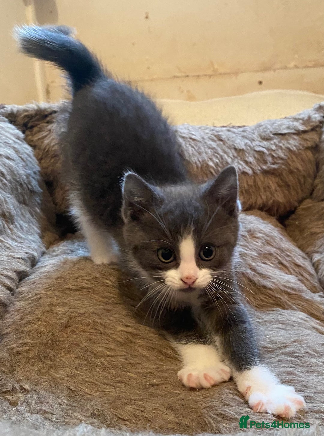 Mixed Breed cats for sale: Stunning part Siamese male kitten  - Image 3