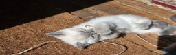 Ragdoll cats for sale: Gorgeous friendly Ragdoll kittens - Advert 18