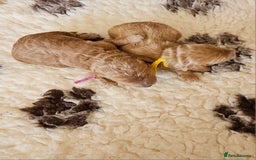 Australian Labradoodle dogs for sale: STUNNING FULLY HEALTH TESTED PUPPIES 🌟🐾 - Image 32