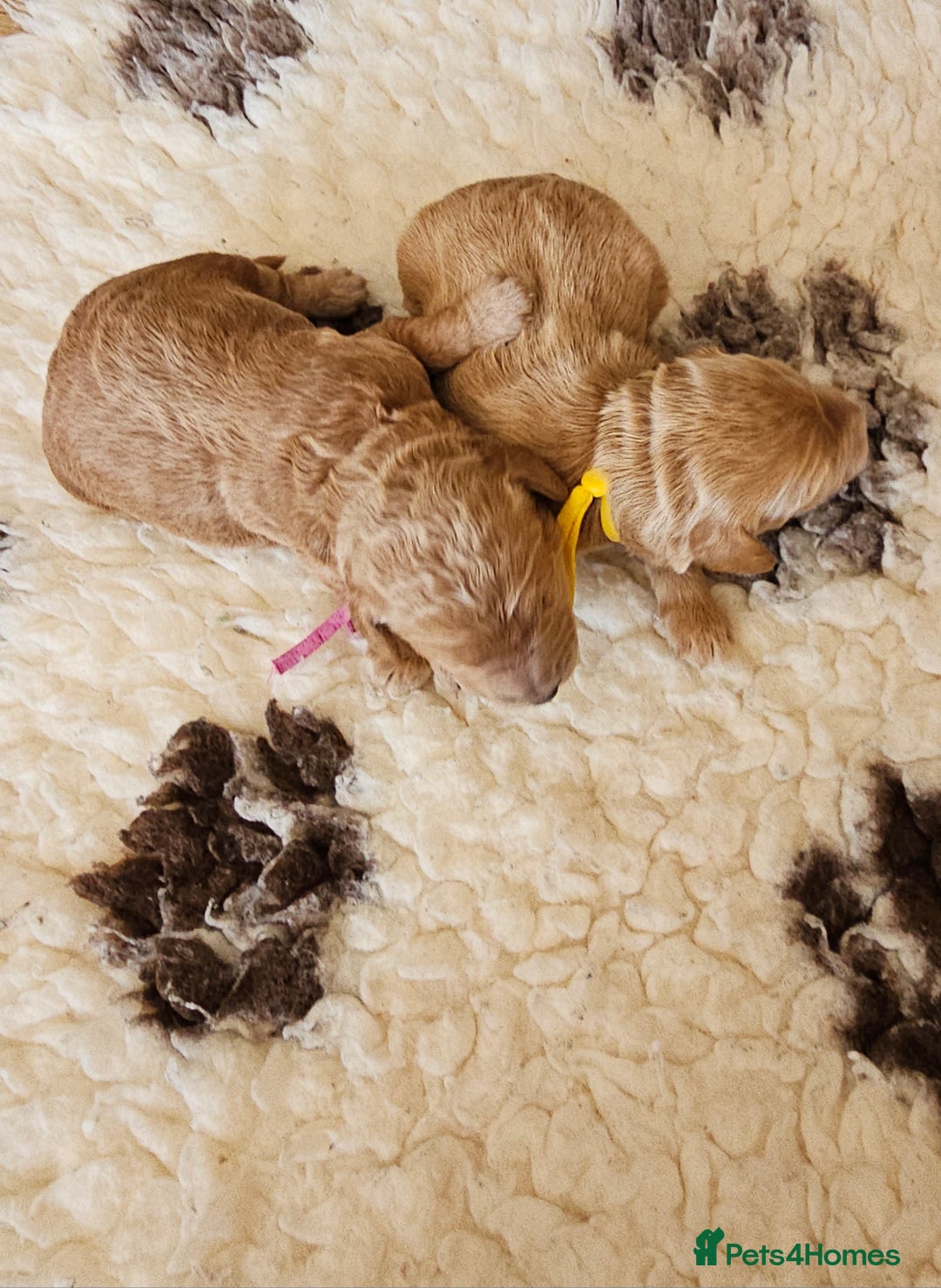 Australian Labradoodle dogs for sale: STUNNING FULLY HEALTH TESTED PUPPIES 🌟🐾 - Image 32