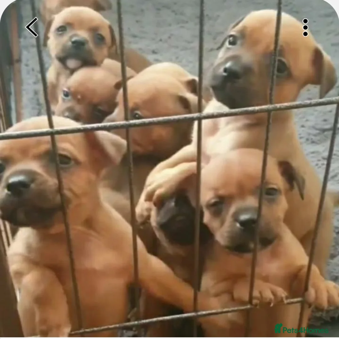 Staffordshire Bull Terrier dogs for stud: 🥨THE RED DREAMTEAM.🥨 Exceptional temprements. in Rochdale - Advert 25