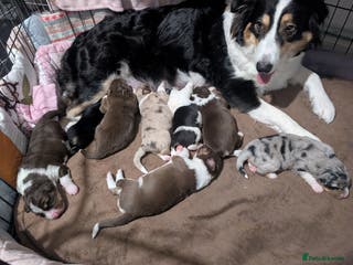 Australian Shepherd dogs Australian shepherd puppies - Advert 4