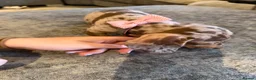 Miniature Dachshund dogs for sale: Miniature dachshunds  - Advert 8