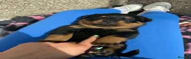 Rottweiler Puppy 5